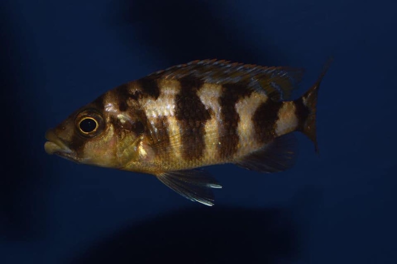 Placidochromis milomo 'Likoma Island'
